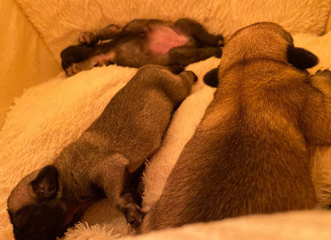Cặp đôi nổi tiếng thích nhìn những chú cún thoải mái nằm ngủ đủ mọi tư thế, khi thức dậy lại quấn quýt bên chân chủ rất đáng yêu.